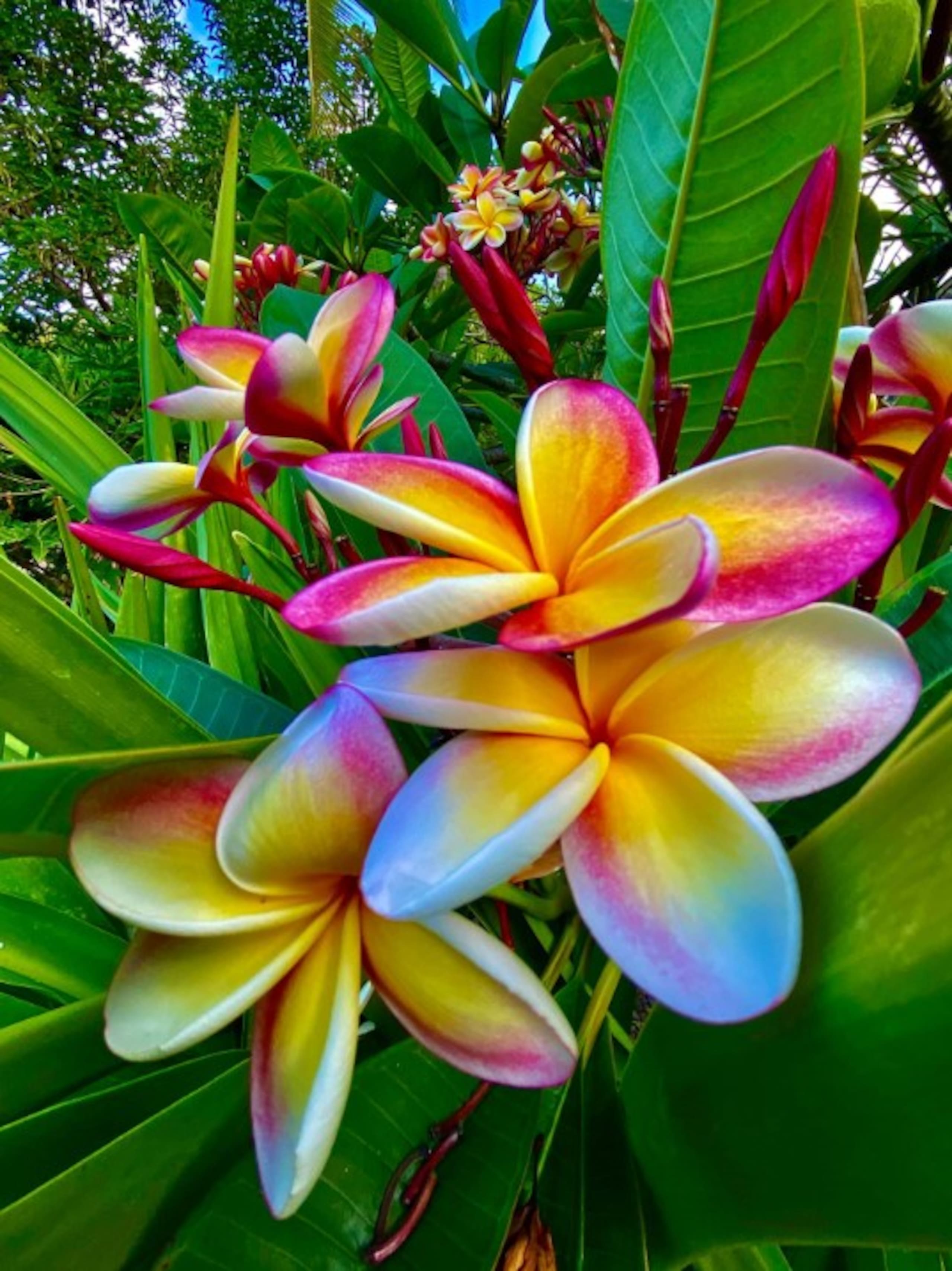 Villa in Koloa · ★4.94 · 2 bedrooms · 3 beds · 2 baths - Image 39