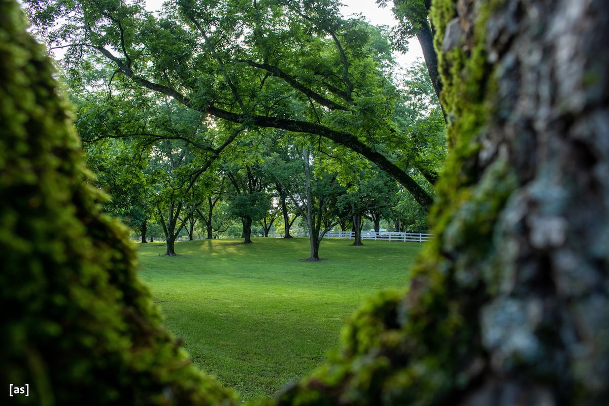 Camper in a pecan grove in Albertville, Alabama