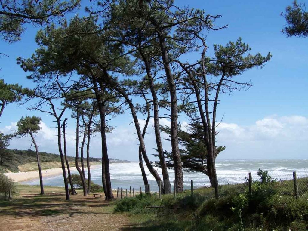 A scenic view of a coastal area is portrayed, with tall trees lining the edge of sandy beaches. Gentle waves can be seen lapping at the shore, under a clear blue sky dotted with scattered clouds.