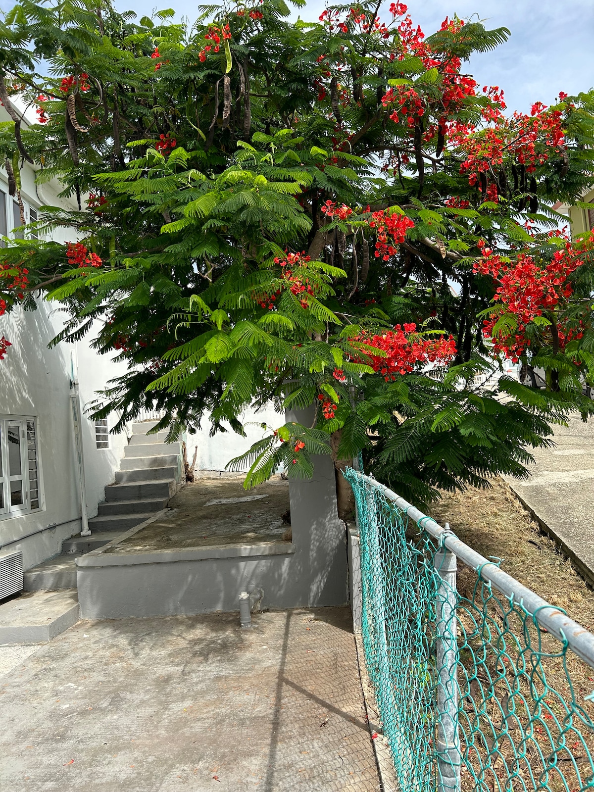 A vibrant tree with bright red flowers and lush green foliage is featured alongside a pathway. The bright colors contrast with the white building and the gray pavement, creating a lively outdoor space. A chain-link fence partially frames the scene.