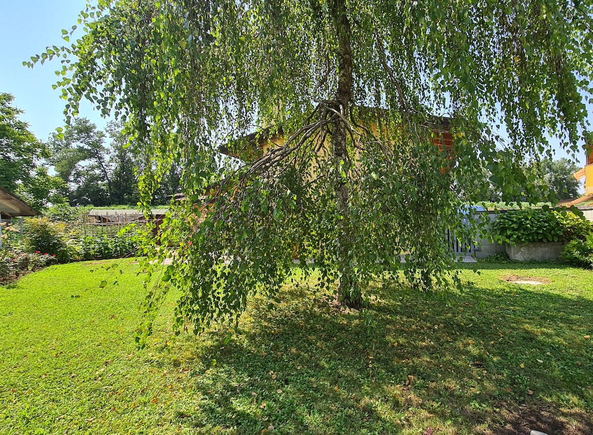 A lush garden area is depicted, featuring a large tree with drooping branches providing shade. The green lawn is well-maintained and surrounded by various shrubs and plants, enhancing the natural setting. The house is partially visible in the background amidst the greenery.