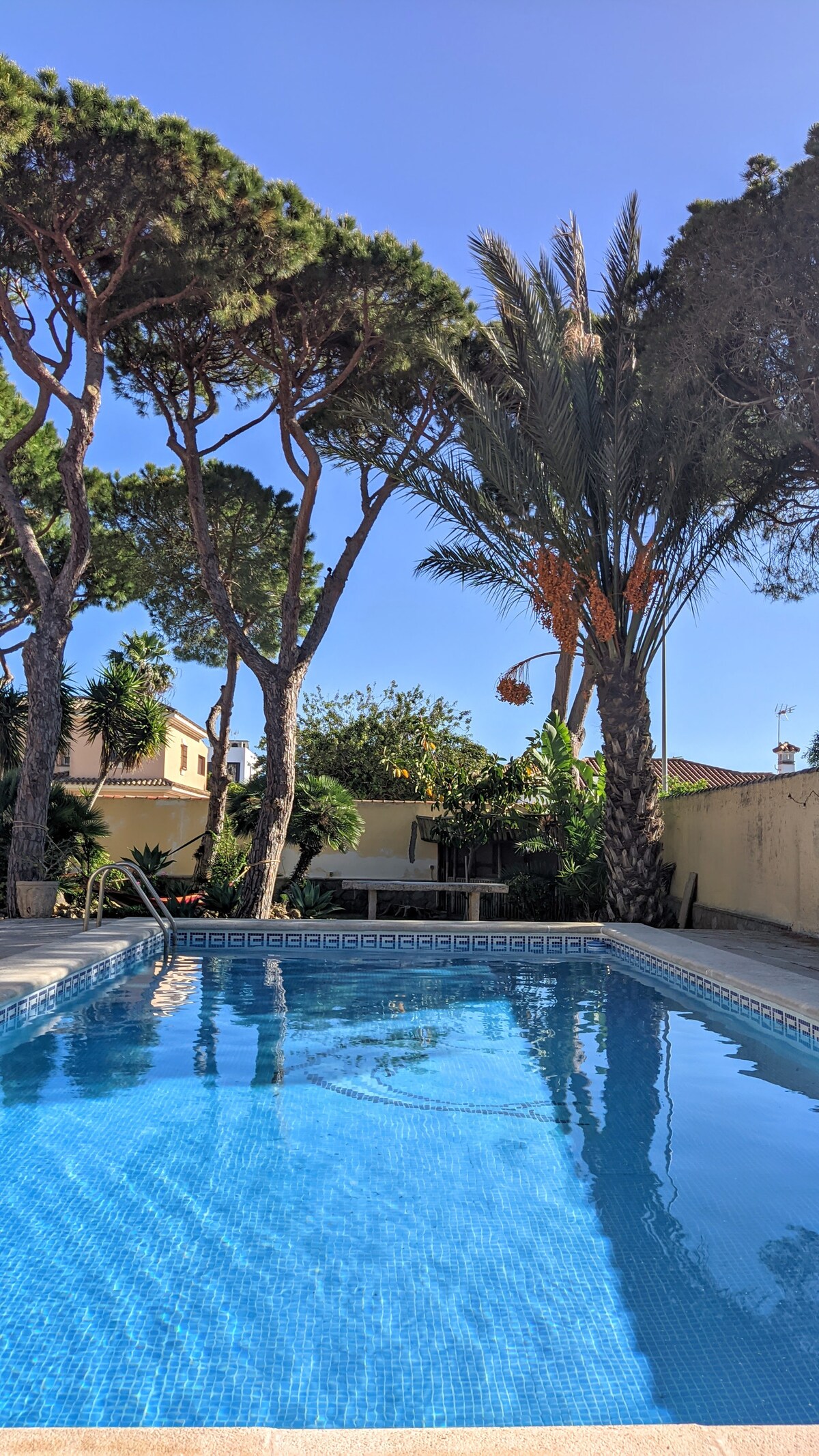 A clear swimming pool is situated within a garden, surrounded by tall pine and palm trees. The vibrant green foliage adds to the serene atmosphere, while the bright blue sky reflects on the water's surface, creating a peaceful retreat for guests.