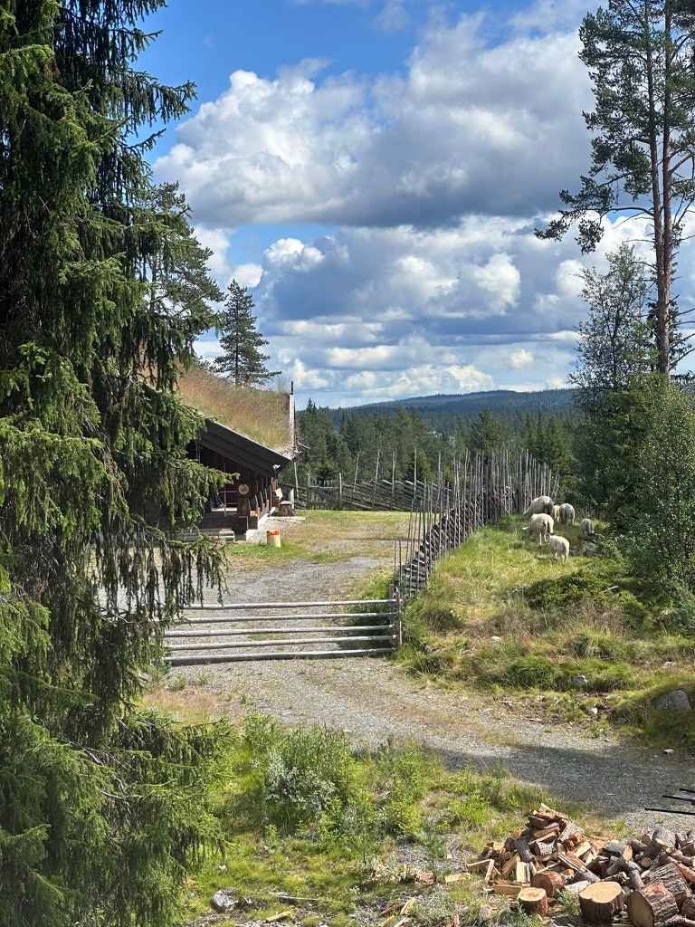 The image captures a rustic cabin set against a backdrop of lush greenery and distant mountains. A gravel path leads to the cabin, bordered by a wooden fence. In the foreground, a small area is visible with firewood stacked neatly and a group of sheep grazing nearby.