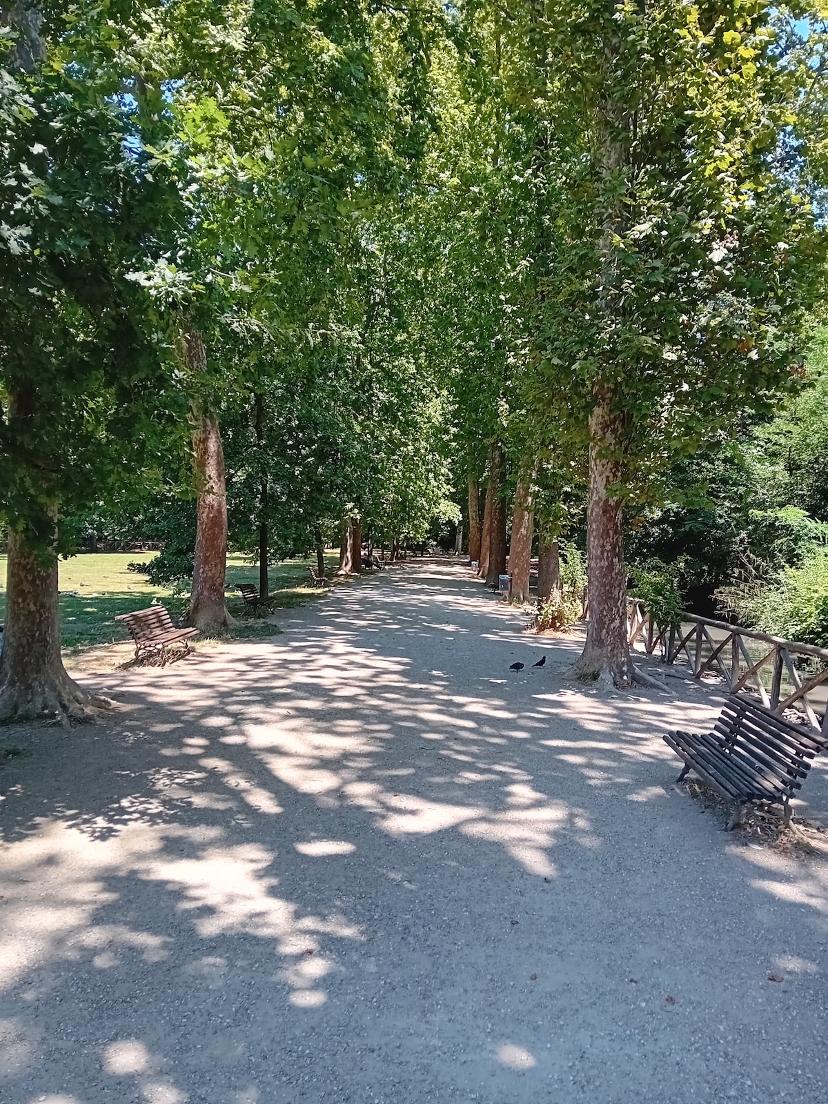 A shaded pathway lined with tall trees creates a serene environment. Benches are positioned along the path, providing spaces for relaxation. Sunlight filters through the branches, casting dappled shadows on the gravel surface. In the distance, a grassy area is visible, enhancing the natural setting.