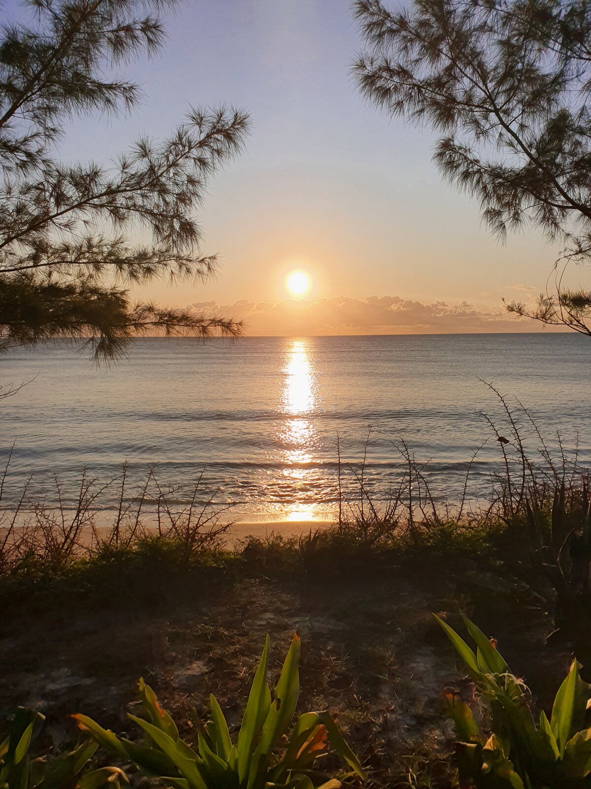 The image features a serene sunset over calm waters, with the sun reflected on the surface. Green foliage and soft sand are visible in the foreground, framed by pine trees that provide a natural border to the scene.