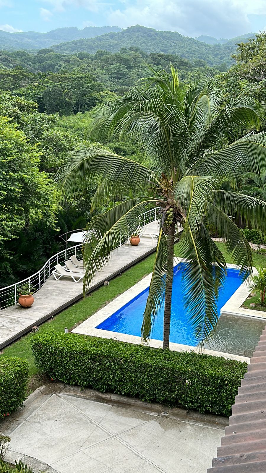 A tranquil outdoor space is highlighted by a vibrant blue pool surrounded by lush greenery. A single palm tree stands beside the pool, with lounge chairs resting on a wooden deck. Stone pathways lead through neatly trimmed hedges, enhancing the serene landscape.