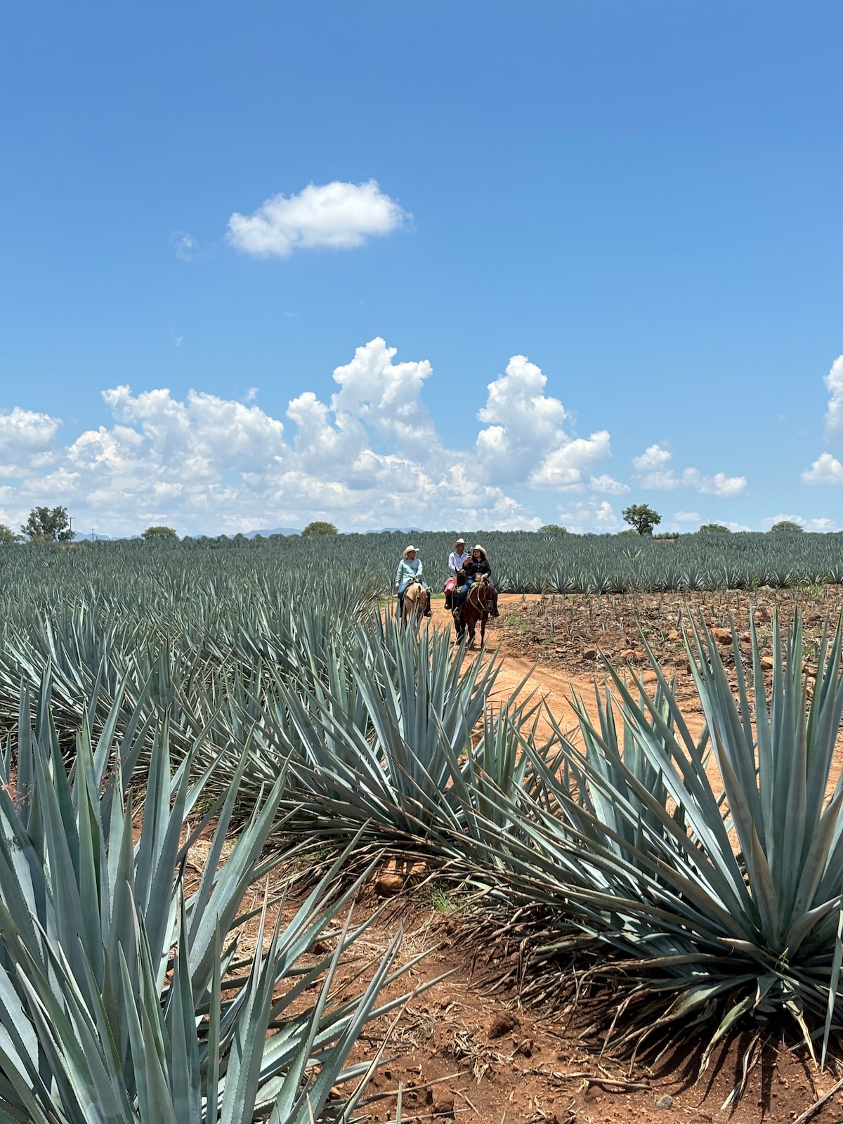 A dirt path winds through a sprawling agave field, where three individuals can be seen riding horses. The landscape is dotted with tall, green agave plants under a bright blue sky adorned with fluffy white clouds.