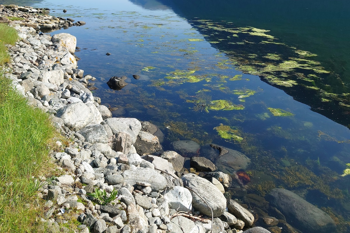 The shoreline is lined with smooth, flat stones, gradually leading to calm waters. Green algae is visible on the surface, reflecting the surrounding landscape. Lush grass grows beside the rocks, contributing to a natural and serene environment.