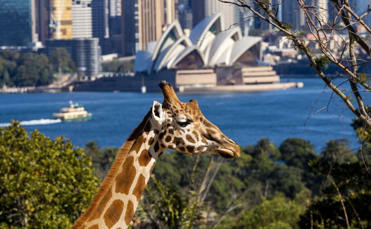 A giraffe stands gracefully with the Sydney skyline visible in the background, including the iconic Opera House. Lush greenery frames the animal, while the tranquil waters of the harbor extend beyond, capturing a harmonious blend of wildlife and cityscape.