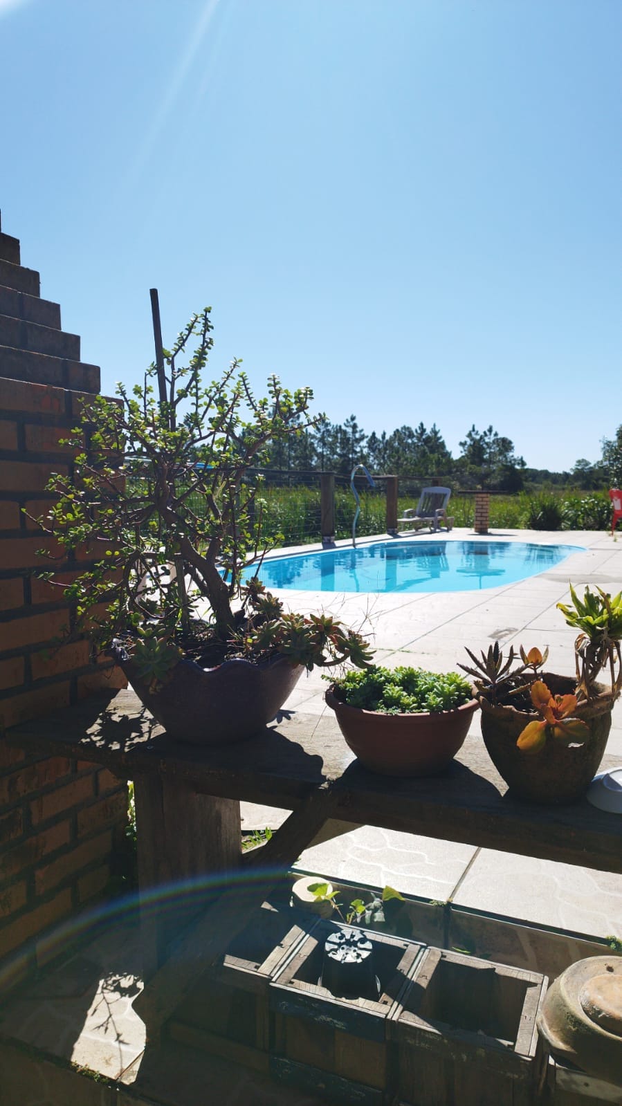 A clear blue sky is visible above a serene swimming pool, framed by lush greenery. Potted plants, including succulents, are placed on a stone patio, adding a natural touch. Relaxation areas are set up by the poolside, inviting rest and leisure.