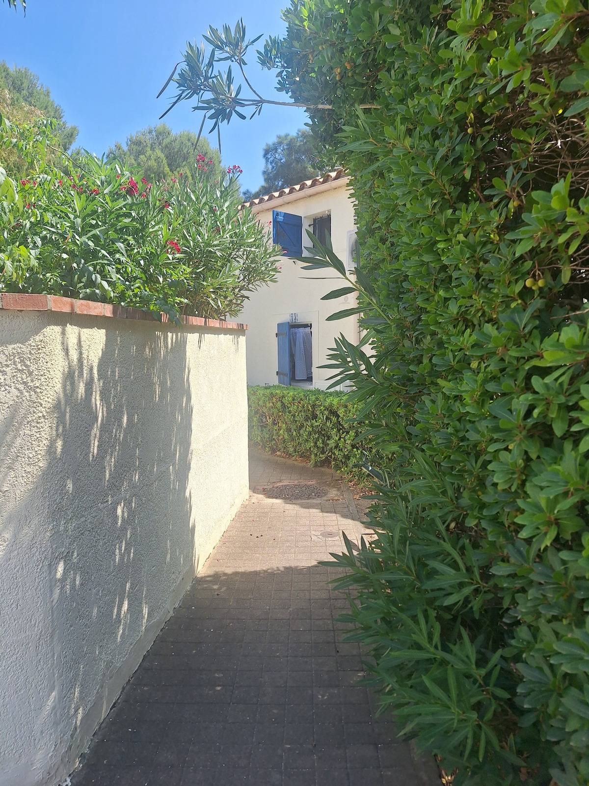A narrow pathway is framed by lush green bushes and flowering plants, leading toward a light-colored house with blue shutters. Sunlight illuminates the walkway, creating a serene atmosphere as it meanders through the garden.
