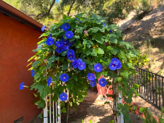 Sherman Oaks Hillside Sanctuary gallery image 5