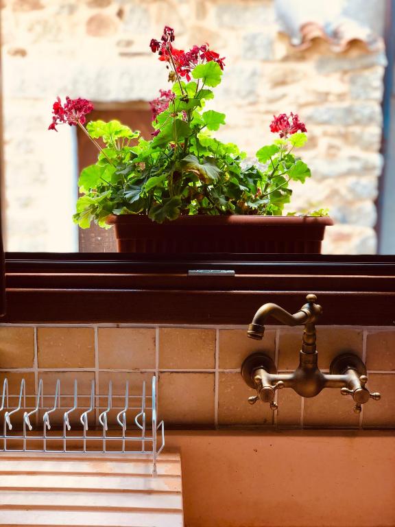 A charming kitchen window features a potted plant with vibrant green leaves and red flowers, bringing natural light and a touch of color. An antique brass faucet and a silver dish rack are visible on the countertop, complementing the tiled backsplash.