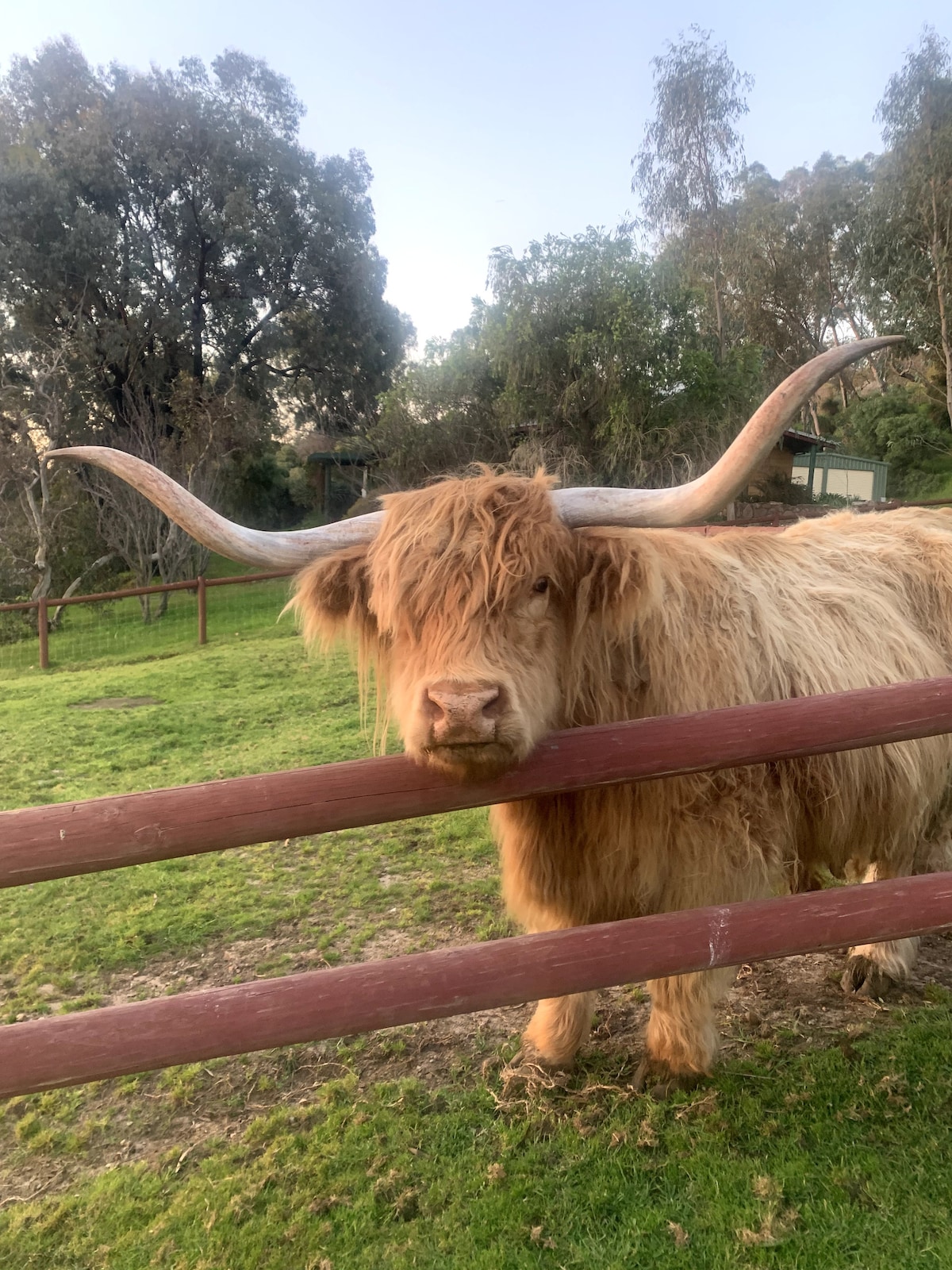 A Highland cow with long, curved horns is seen close to a wooden fence. Its fluffy, light brown coat blends with the green grass surrounding it. The gentle expression of the cow contrasts with the earthy tones of the landscape in the background.
