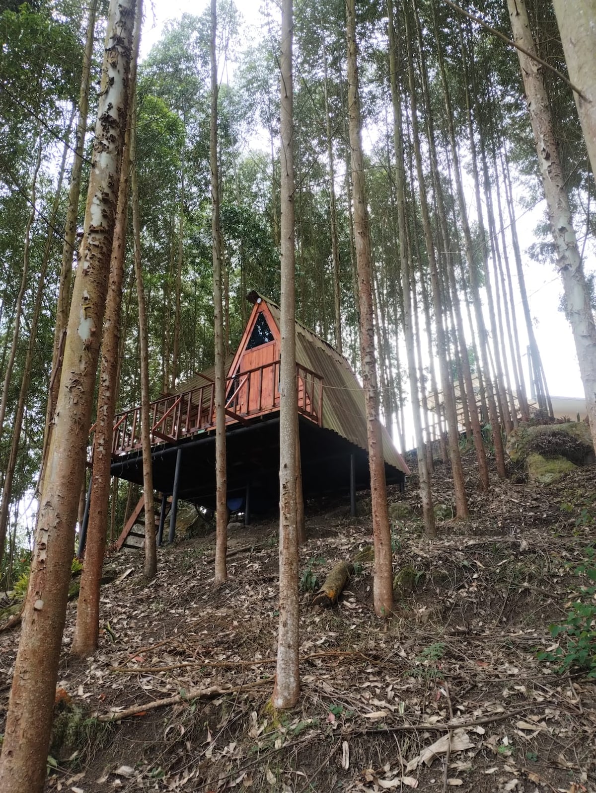 The cabin's unique alpine design is showcased among tall eucalyptus trees, elevated on a hillside. A welcoming wooden deck is visible, inviting guests to enjoy the surrounding greenery and tranquility of the forested area.