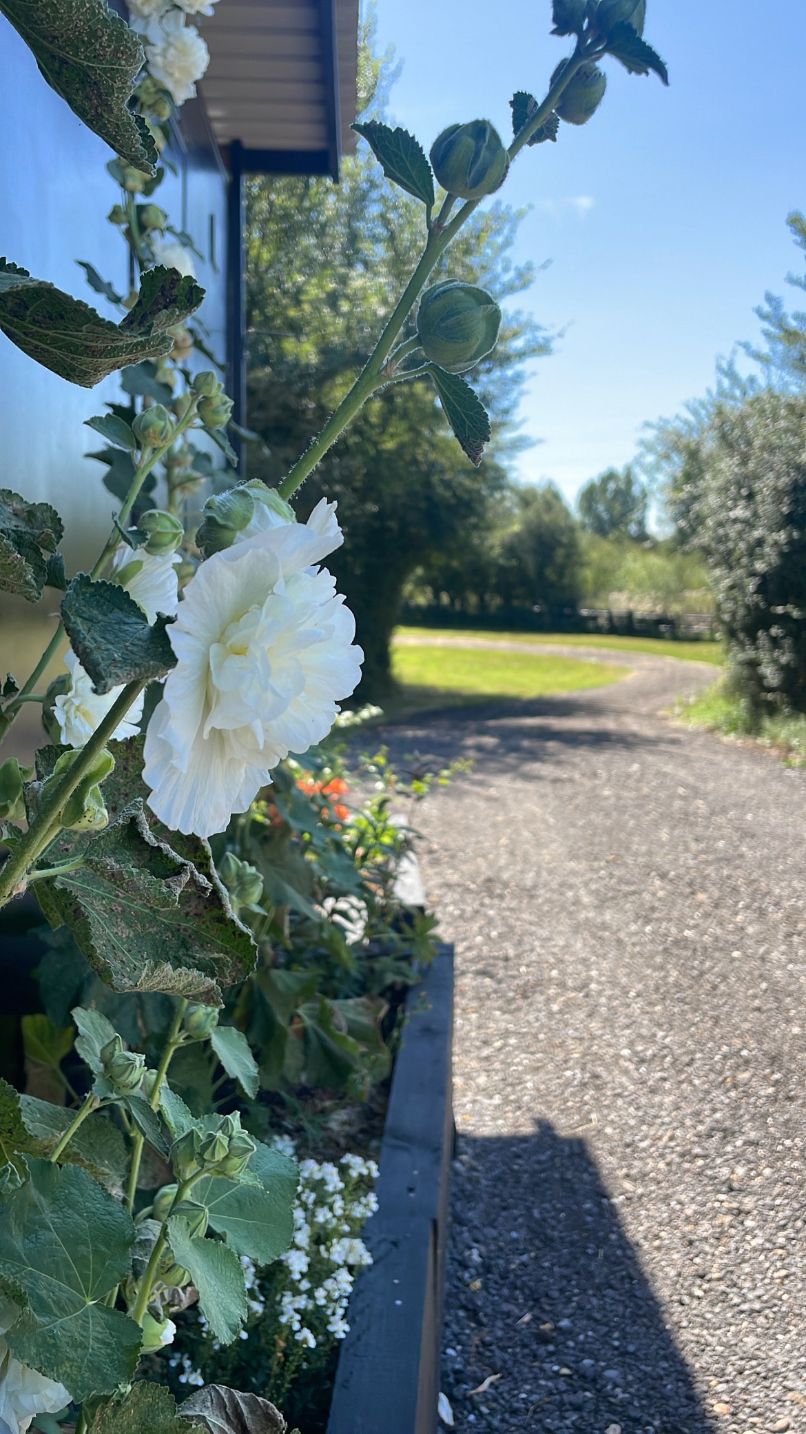 A close-up of white flowers along the side of a building, with a gravel path leading into a lush green area. Trees and shrubs frame the landscape under a clear blue sky, creating a serene outdoor environment.