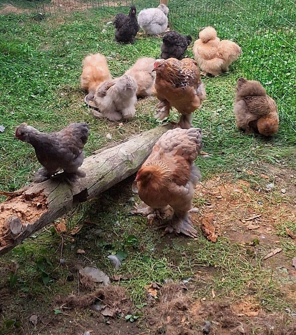 A variety of chickens occupies a grassy enclosure. Some are foraging on the ground, while others are perched on a fallen log. Various breeds showcase a blend of colors and feather patterns, adding interest to the serene outdoor setting.
