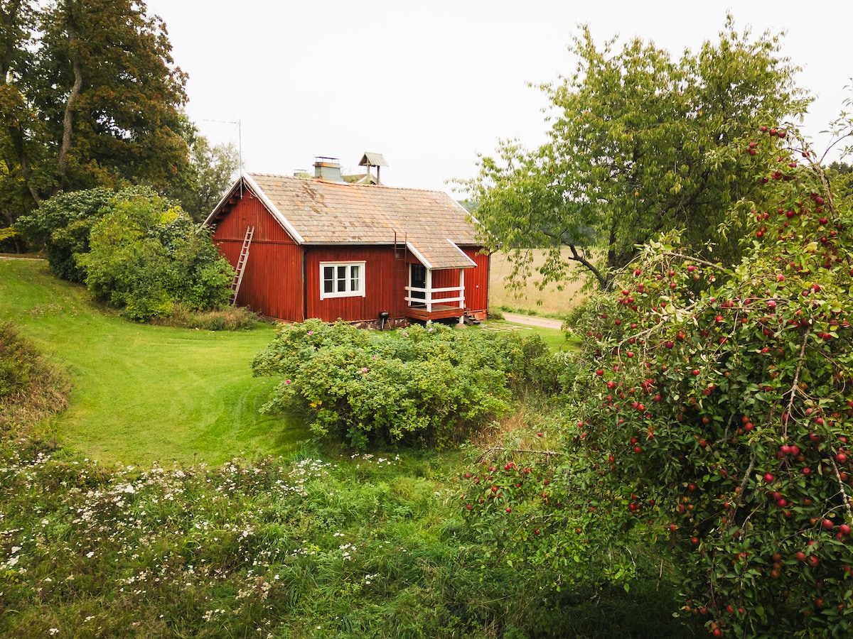 The quaint red cottage is set amidst lush greenery and surrounded by mature trees and flowering shrubs. An unpaved path leads to the entrance, while a small ladder leans against the exterior. Nearby apple trees bear fruit, enhancing the natural setting.