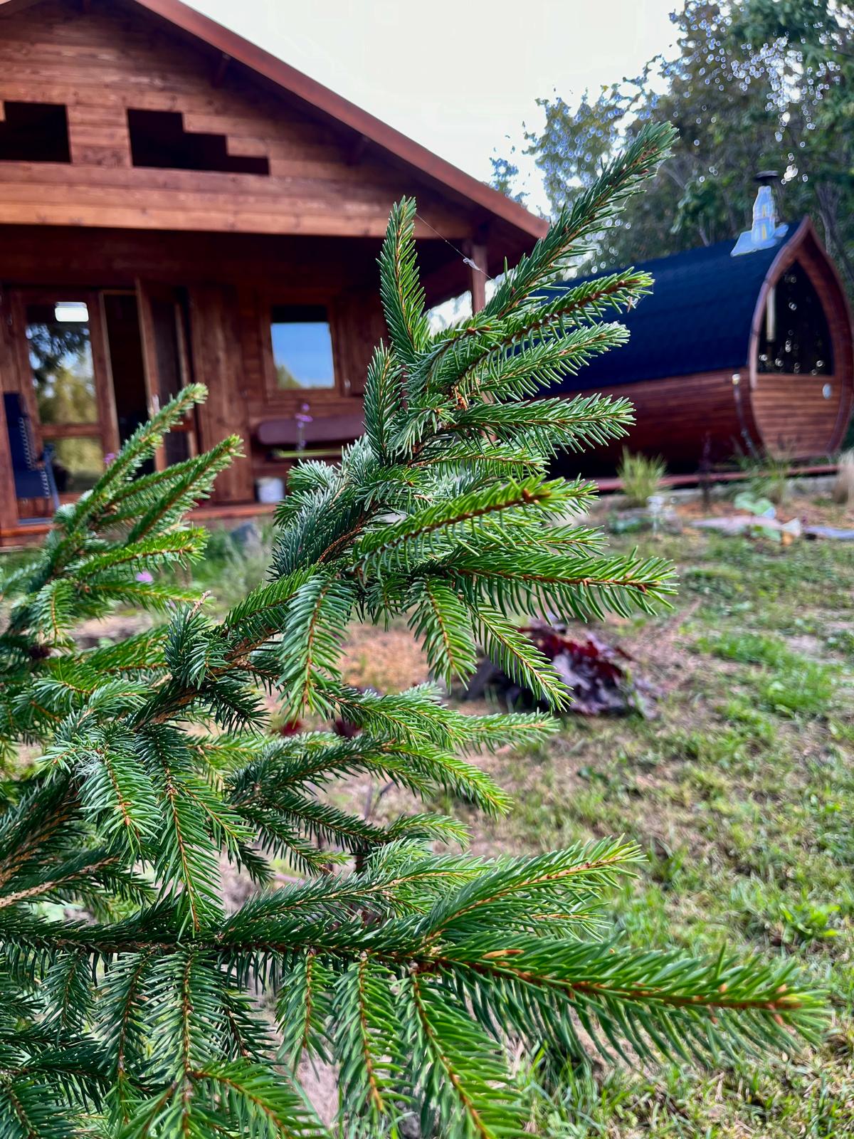 A close-up of evergreen branches is featured in the foreground, framing a wooden cabin situated in the background. The cabin exhibits large windows and a curved wooden sauna nearby, surrounded by a neatly maintained garden with various plants.
