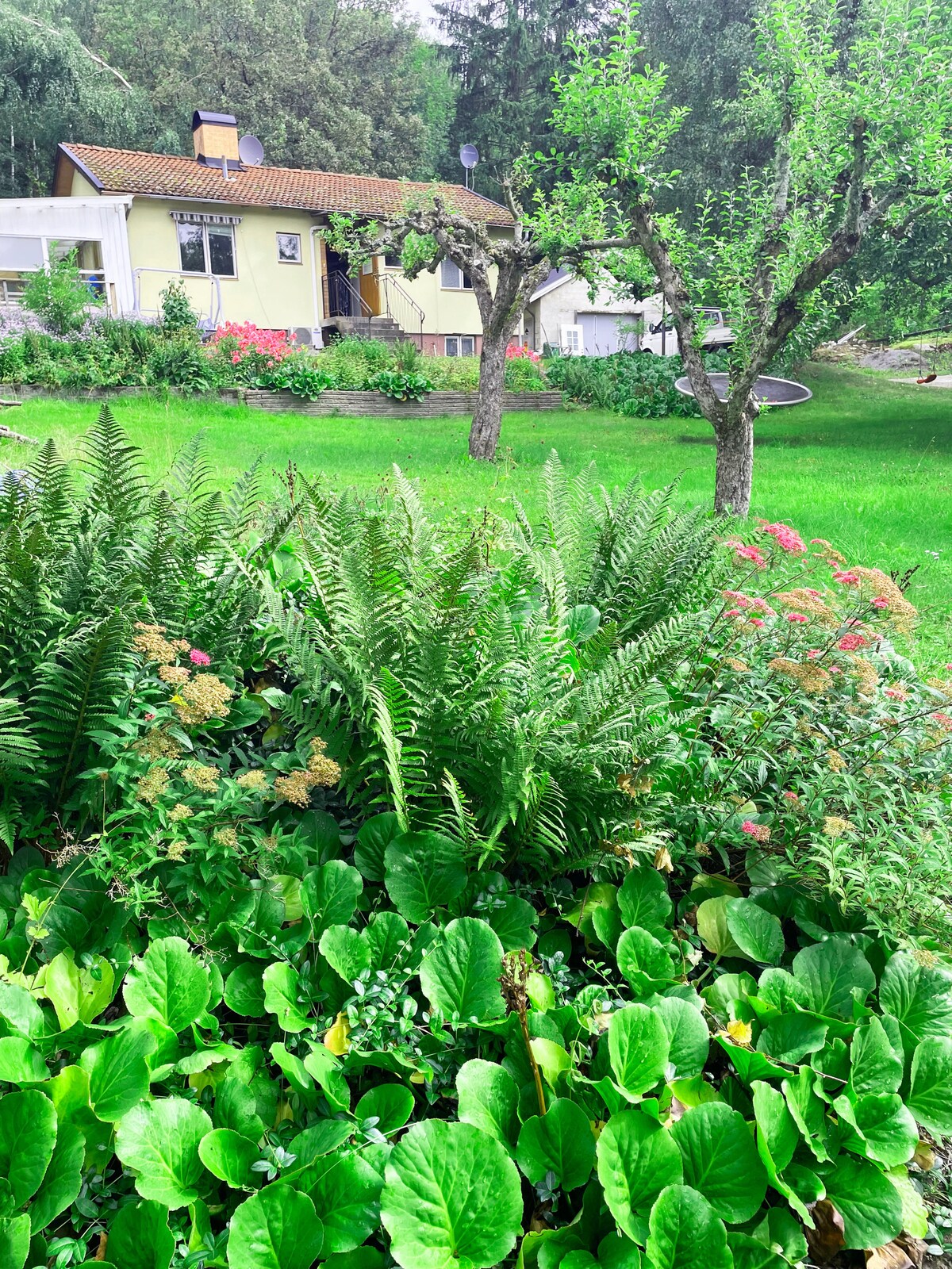 A well-maintained garden is showcased, filled with lush green ferns and flowering plants. A yellow house is positioned in the background, surrounded by a vibrant landscape of greenery and colorful blooms. Two trees provide shade in this appealing outdoor setting.