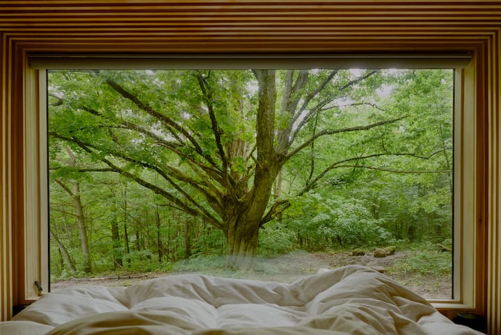 Wake up to a beautiful elm tree surrounded by forest. 
