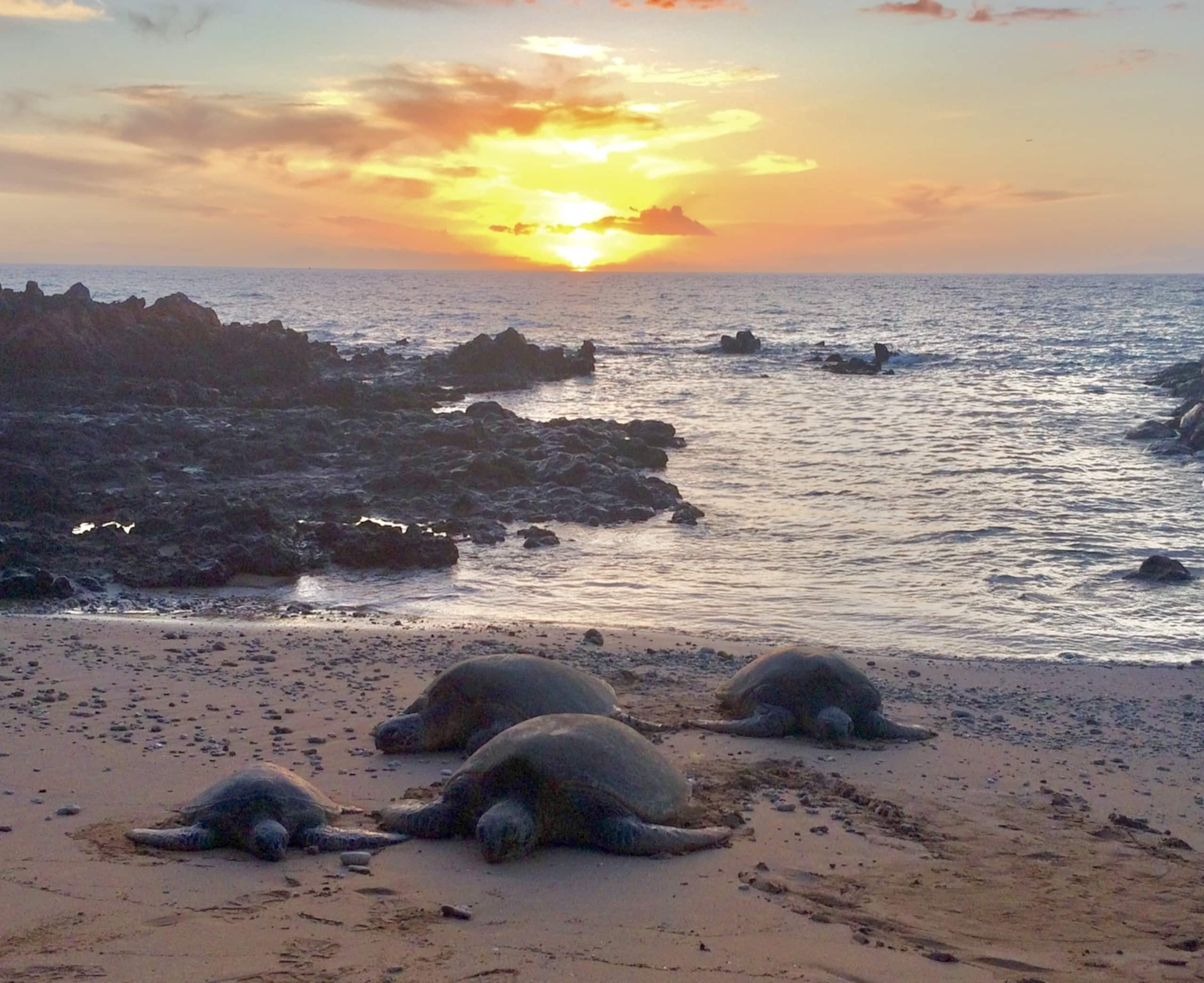 Honu Sunset Steps to the Beach! - Image 1
