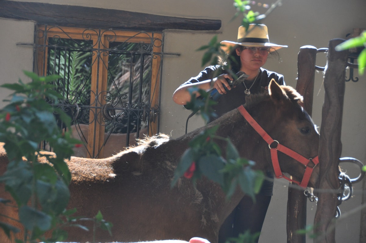 A horse stands at an outdoor stable area, wearing a red harness. The horse is surrounded by lush green foliage, and a person is seen grooming it. A rustic wooden window with decorative ironwork is visible in the background.