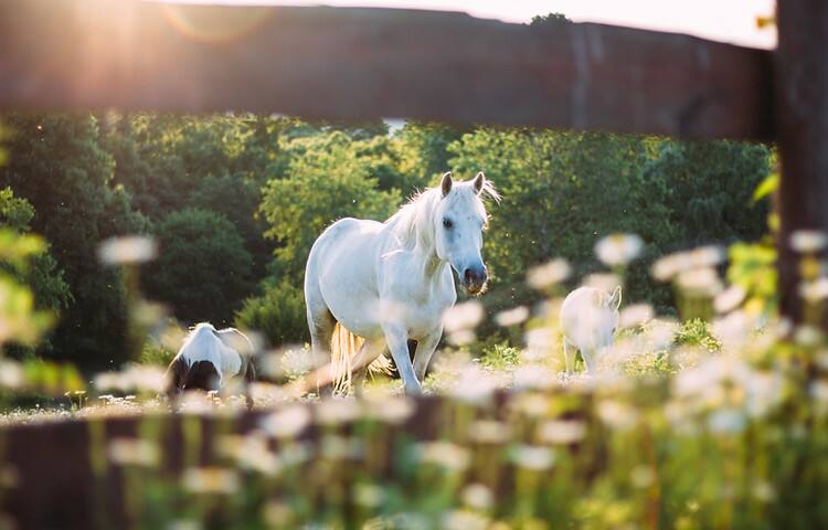 Traditional Farmhouse Experience gallery image 5