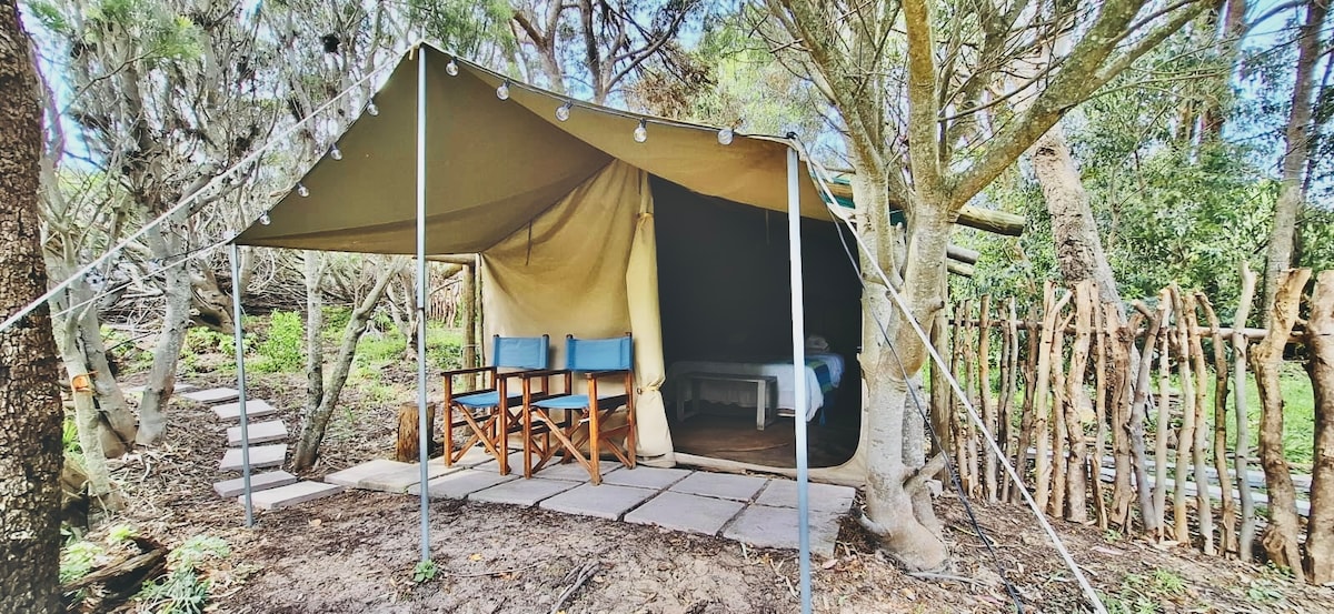 A spacious bush tent is set among trees, supported by a sturdy frame. Two wooden chairs are placed outside on a stone patio, leading into the tent where a bed is visible. Natural surroundings provide a serene and inviting atmosphere.