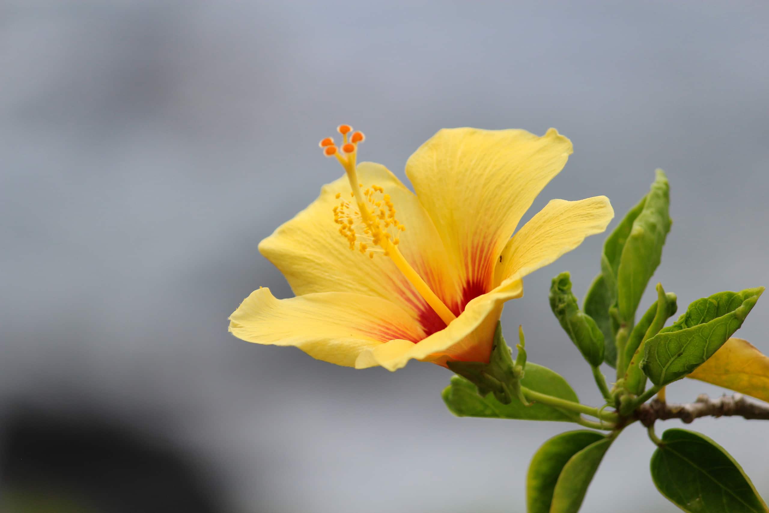 Condo in Lahaina · ★4.91 · 2 bedrooms · 3 beds · 2 baths - Image 14