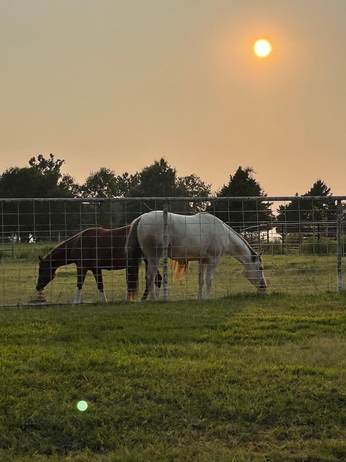 Two horses graze peacefully within a fenced area, surrounded by lush green grass. The sun sets in the background, casting a warm glow over the scene, while trees line the horizon, creating a serene rural atmosphere.