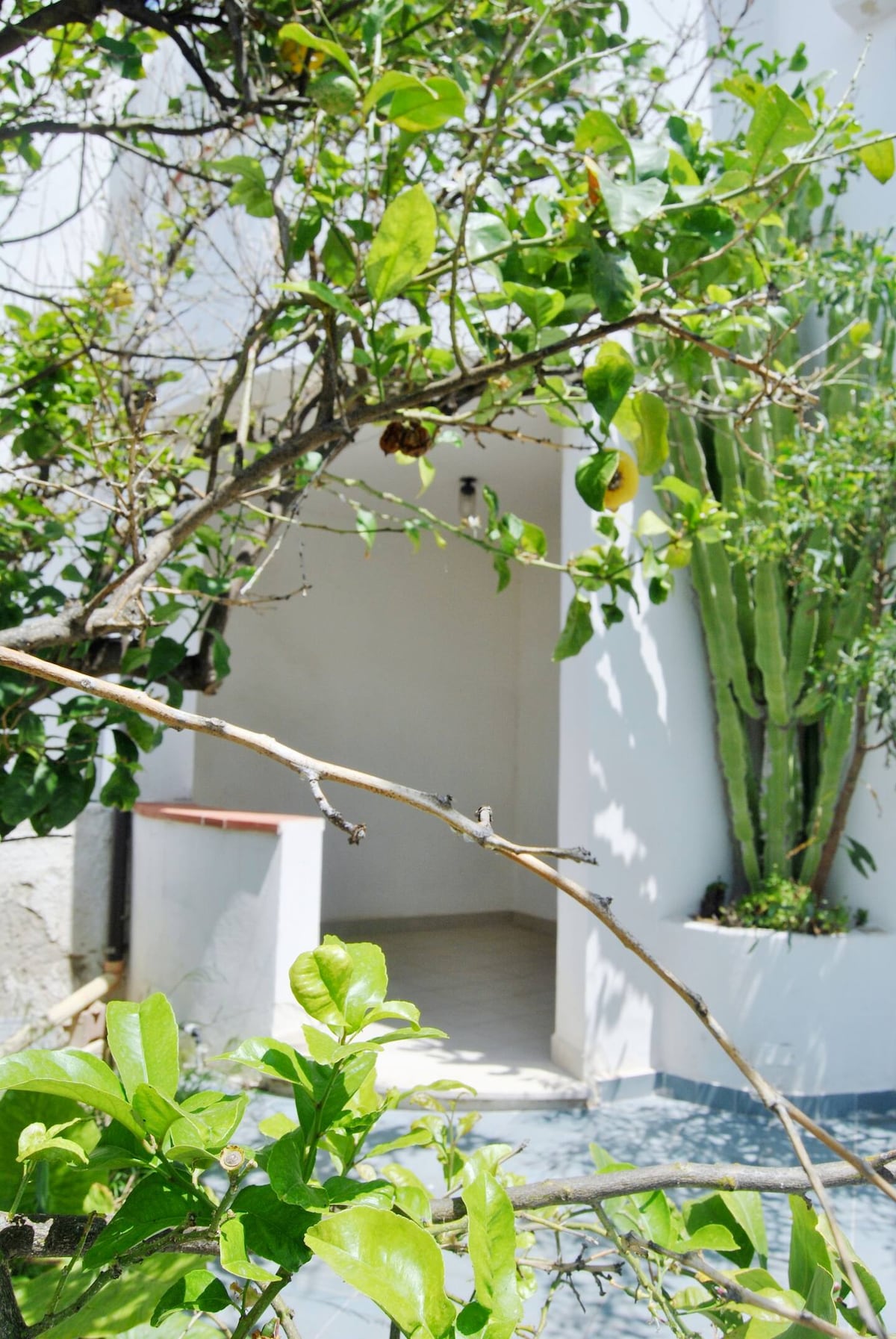 A peaceful entrance is framed by lush green foliage and cacti. The white walls and tiled flooring of the small entryway are visible, inviting guests into the space. Natural light filters through the surrounding plants, enhancing the serene environment.