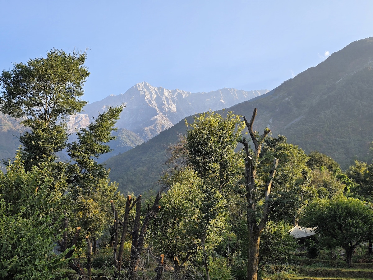 Lush greenery surrounds the scene, with a mix of tall trees and shrubs. In the background, the majestic snow-capped peaks of the Dhauladhar range rise against a clear blue sky, creating a serene mountain landscape.