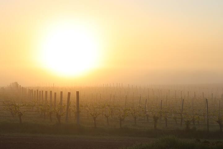 Vineyard Views at Shovelgate gallery image 5