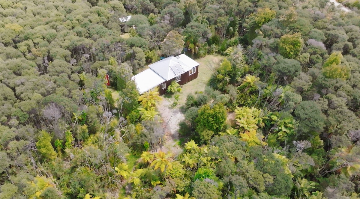 The cabin is nestled within lush native bush, surrounded by a variety of greenery, including tall trees and vibrant ferns. A winding path leads to the cabin, emphasizing its secluded location and connection with nature.