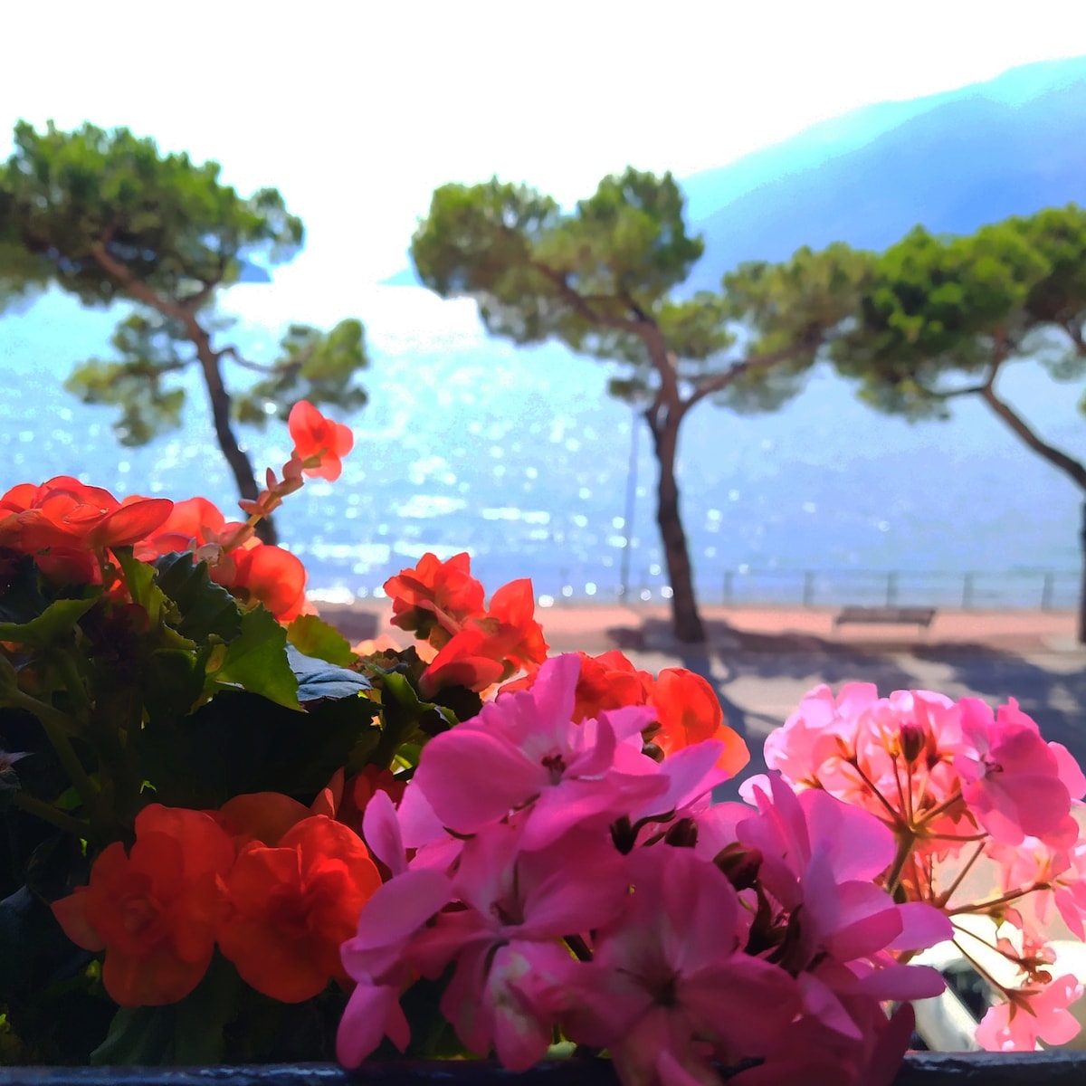 A view of the lake is framed by vibrant flowers in shades of pink and red. The sparkling water reflects the sunlight, and tall trees create a scenic backdrop along the shoreline. The image presents a tranquil outdoor atmosphere.