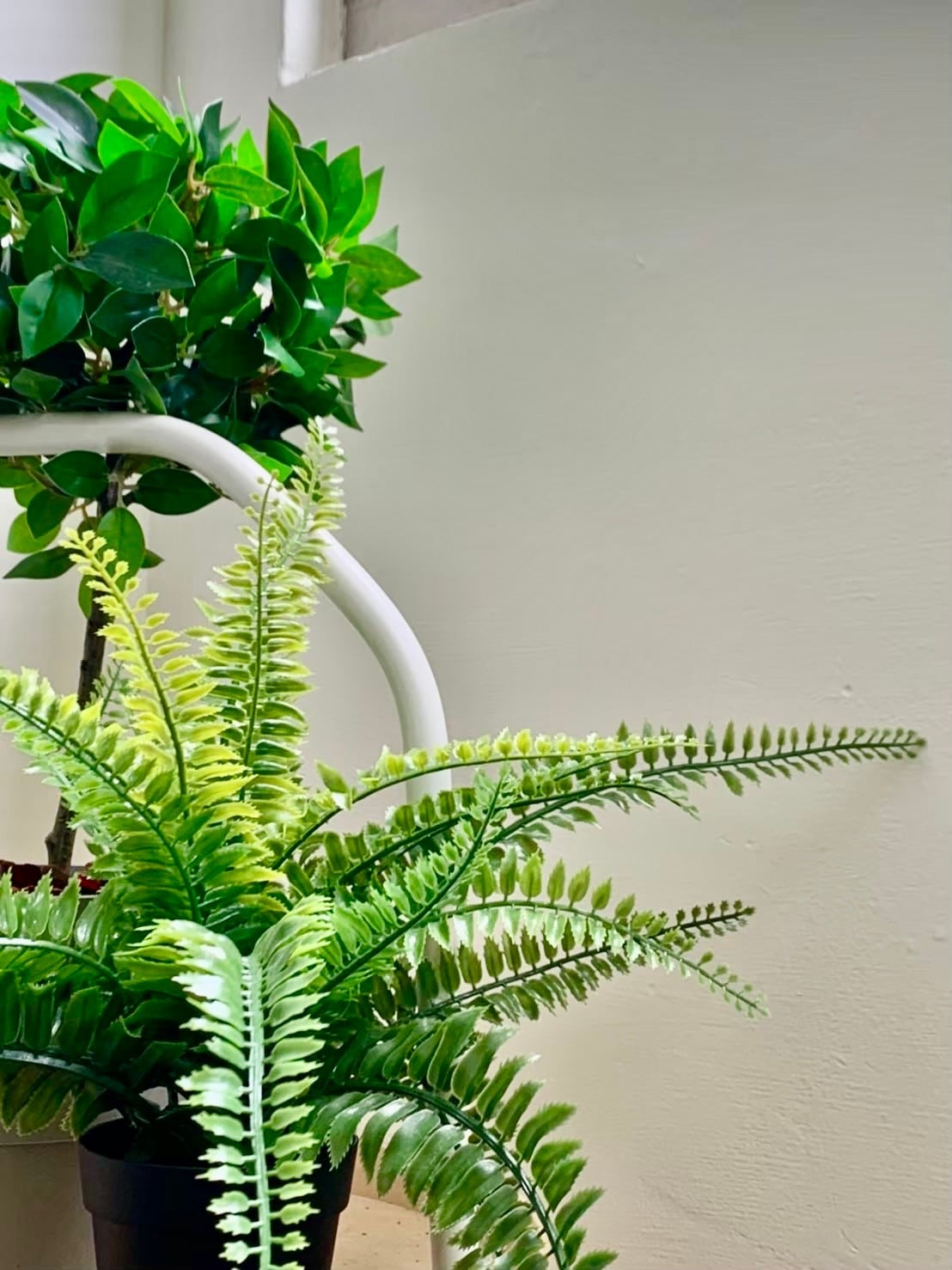 Lush green plants are positioned against a light-colored wall. A fern with elongated fronds and a larger leafy plant contribute to a calming indoor garden feel.