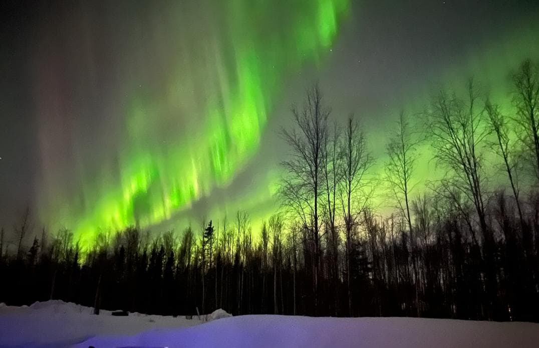 A captivating display of the Northern Lights illuminates the night sky, showcasing vibrant green hues. Silhouetted trees line the horizon against the softly lit auroras. A blanket of snow covers the ground, creating a serene atmosphere that highlights the natural beauty of the Alaskan wilderness.