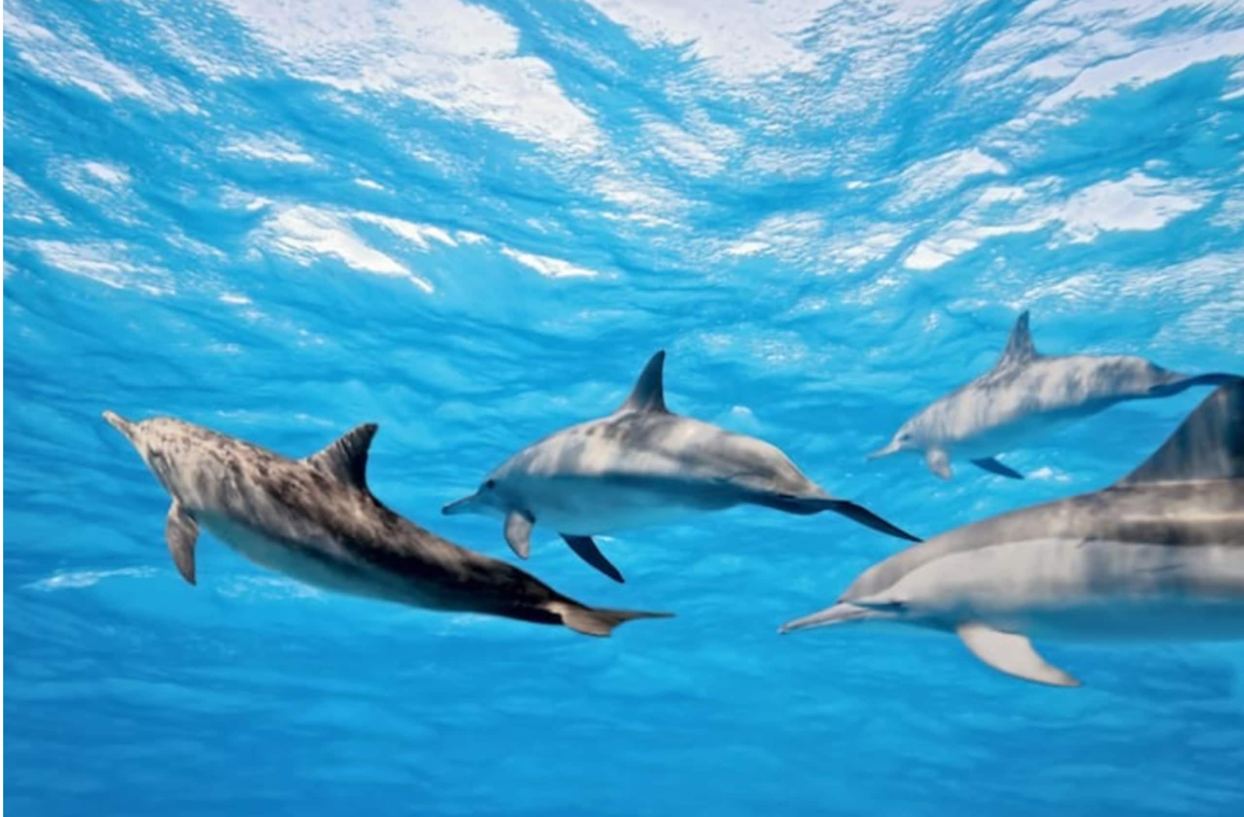 Hawaii Ocean Breeze Dome Getaway - Photo 8