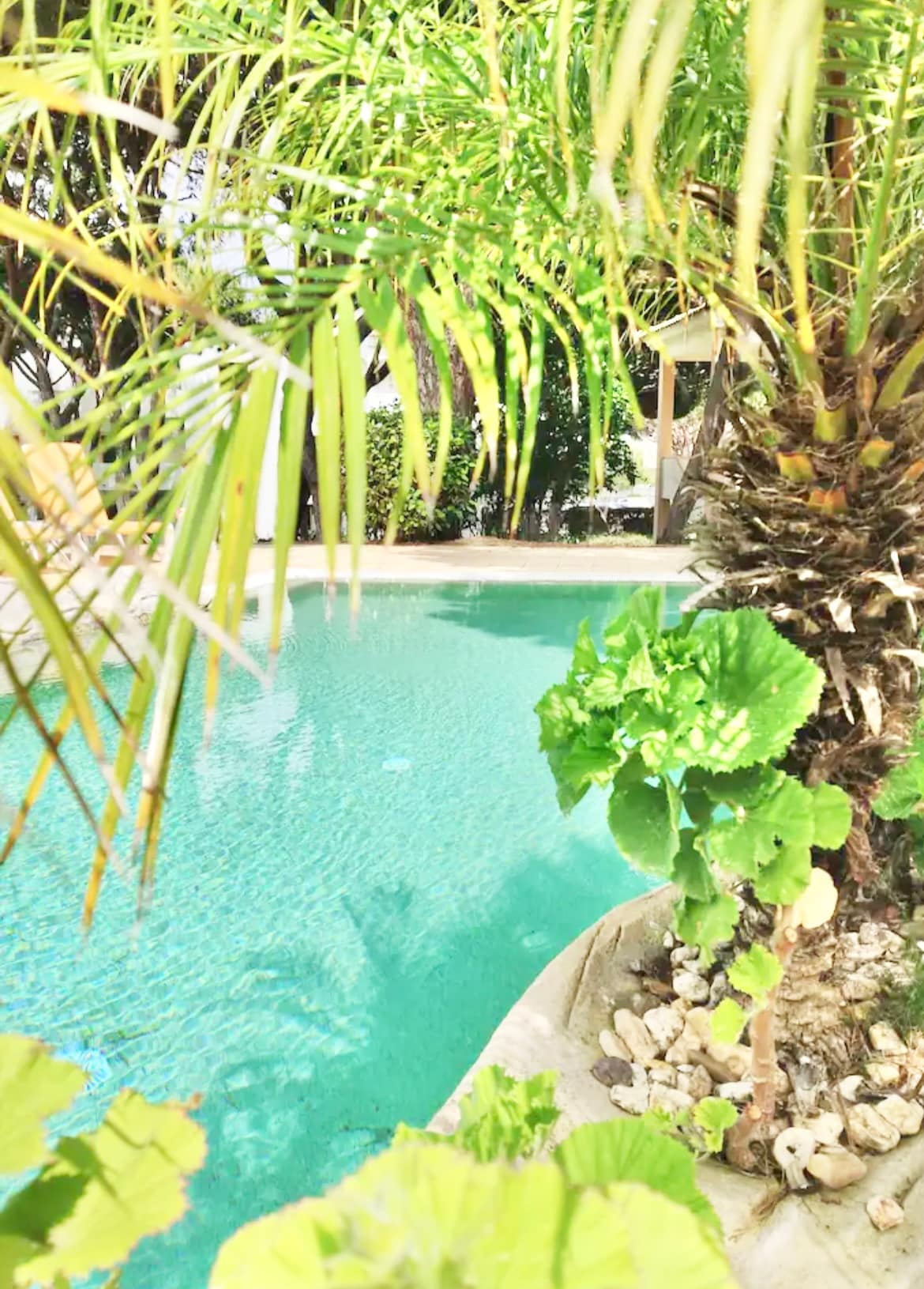 A tranquil pool area is framed by lush greenery, including palm trees and leafy plants. The water exhibits a refreshing turquoise hue, inviting relaxation. Soft stone edges border the pool, enhancing the natural setting amidst vibrant foliage.