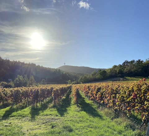 Beautiful cottage by the vineyard