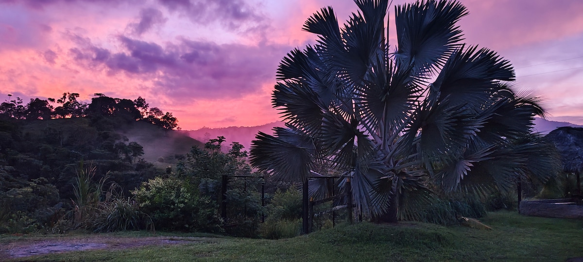 A lush landscape is seen under a vibrant sky at twilight. The silhouette of a large palm tree stands prominently, while the gentle contours of the surrounding forest create a serene backdrop. Soft hues of pink and purple transition in the sky, enhancing the natural beauty of the setting.