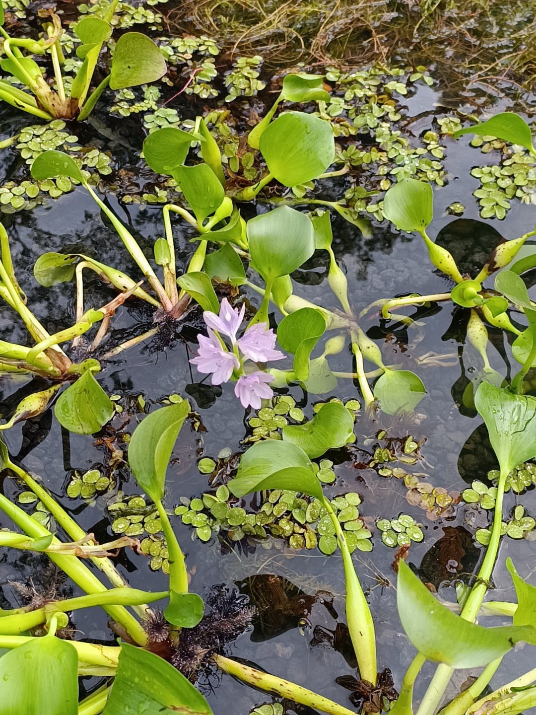 Hibiscus Cabaña ADAMA Eco Farm