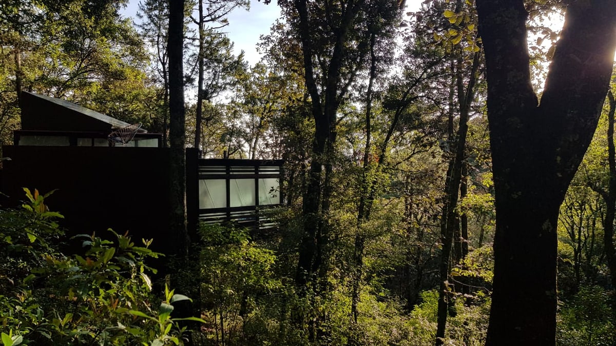 A modern house is nestled within a lush forest, featuring large glass windows that reflect the surrounding greenery. Tall trees frame the view, allowing natural light to filter through. The warmth of sunlight gently illuminates the scene, enhancing the serene, natural environment.