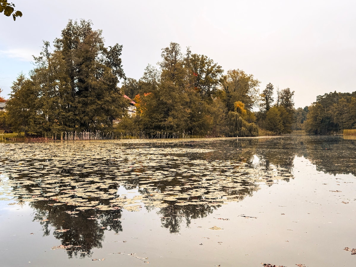 A serene body of water is covered with lily pads, reflecting surrounding trees and distant buildings. The stillness of the water creates a calming atmosphere, while the natural landscape features a mix of greens and browns under a partially cloudy sky.