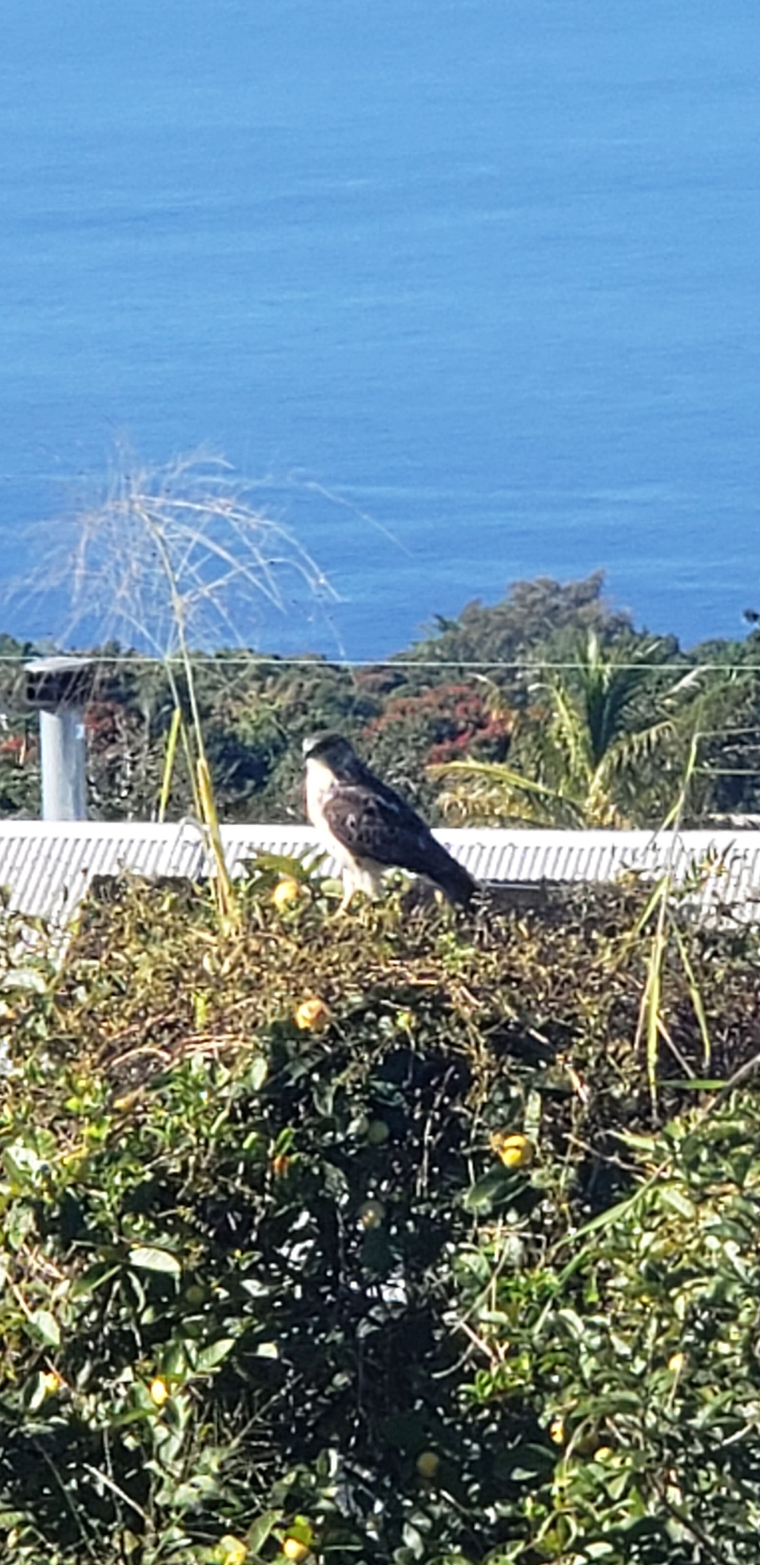I'o Hale on Wings of Aloha 180 Ocean Sunset View - Photo 37