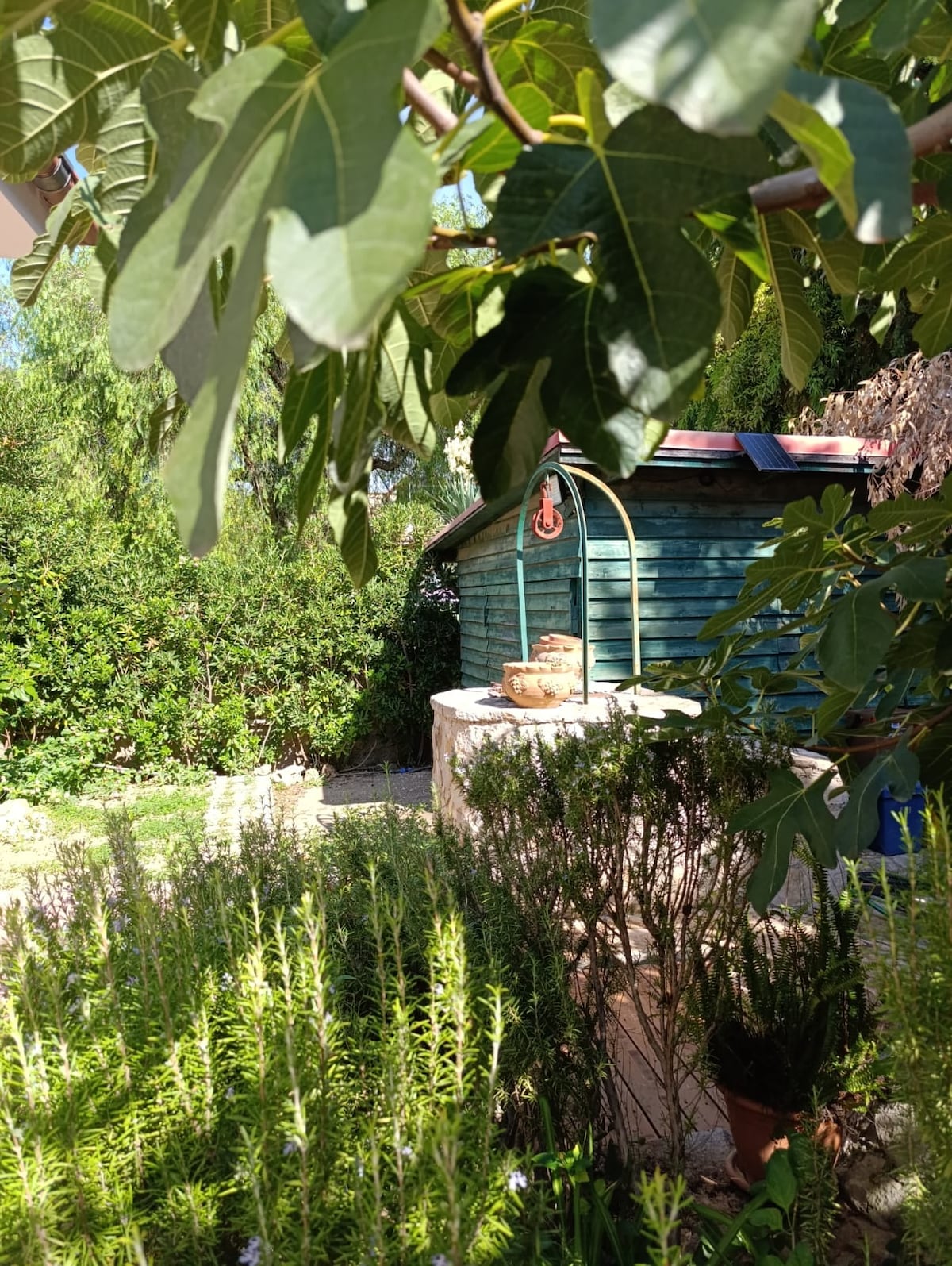 A garden scene is framed by leafy branches, showcasing a green wooden shed in the background. The area is filled with diverse plants, including flowering greenery and potted herbs, creating a serene outdoor atmosphere that invites relaxation.