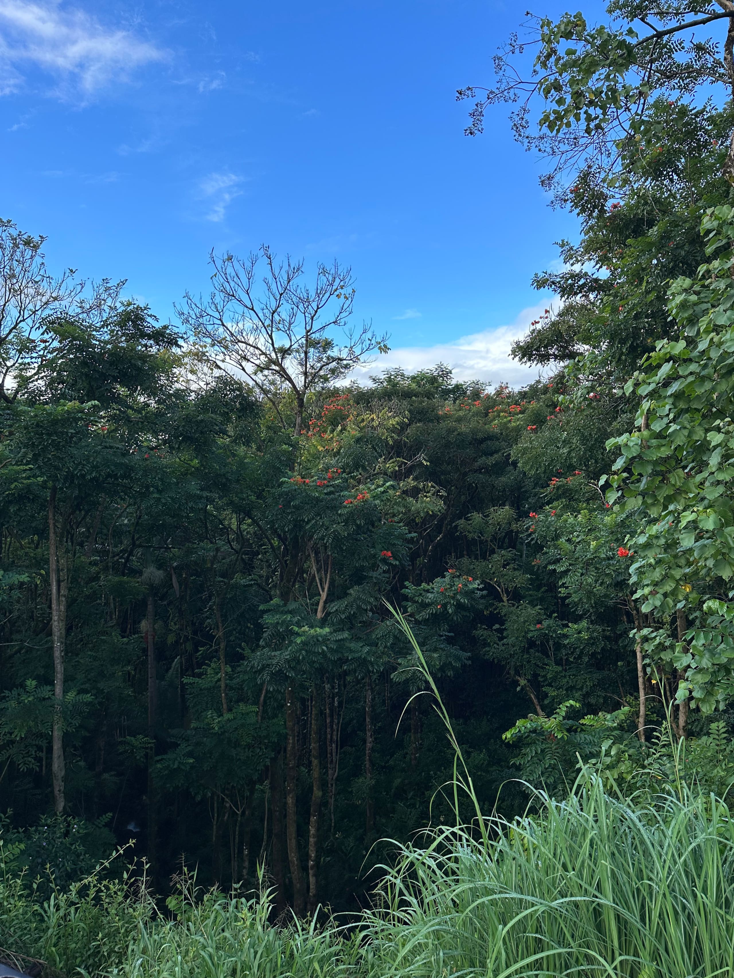 Eco Tiny Home + Outdoor Oasis. 5 min to Hilo. - Photo 13