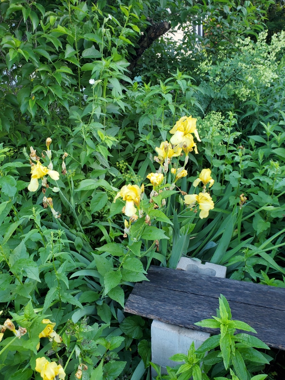 Mary's Urban Prairie