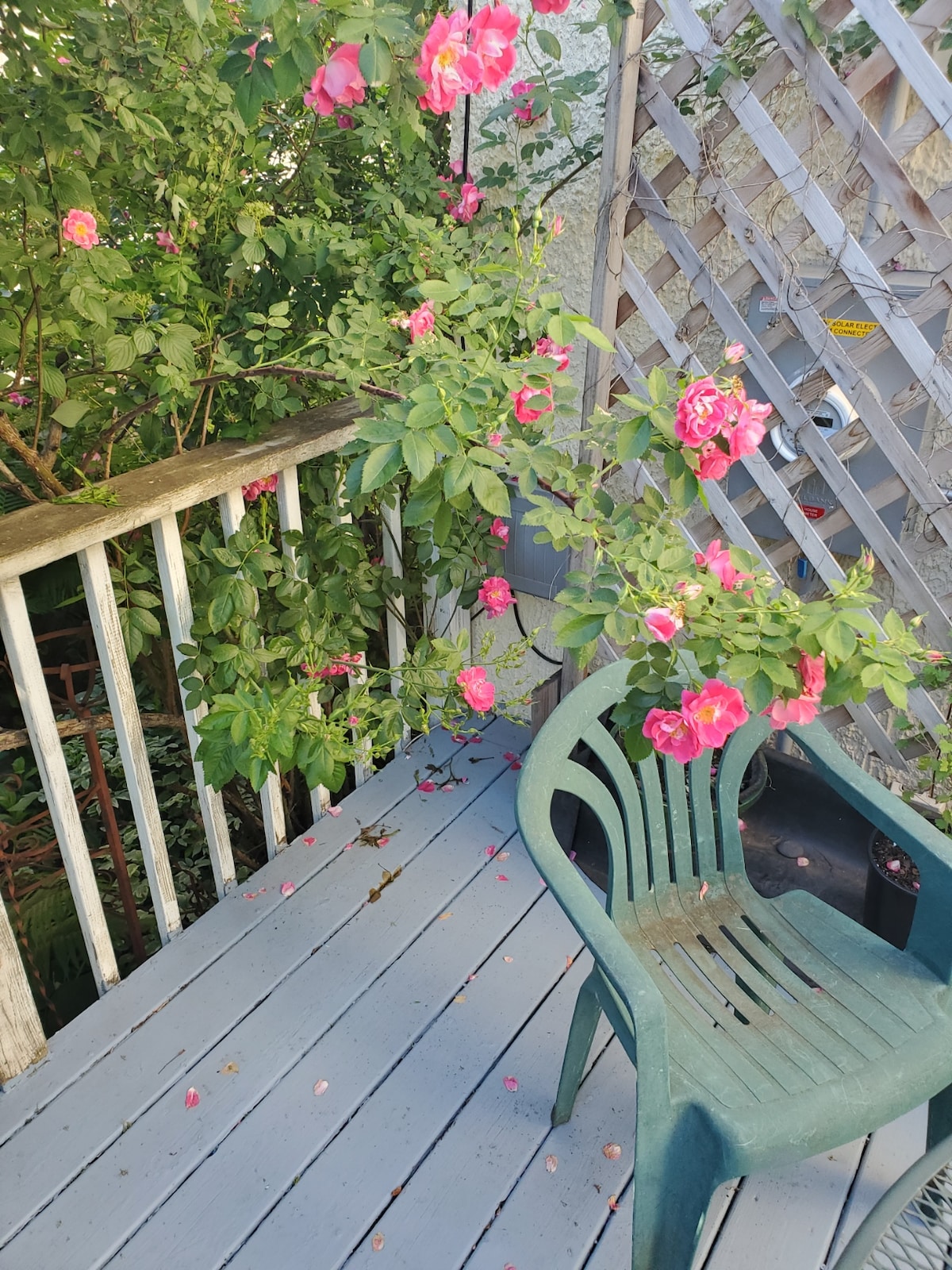 Mary's Urban Prairie